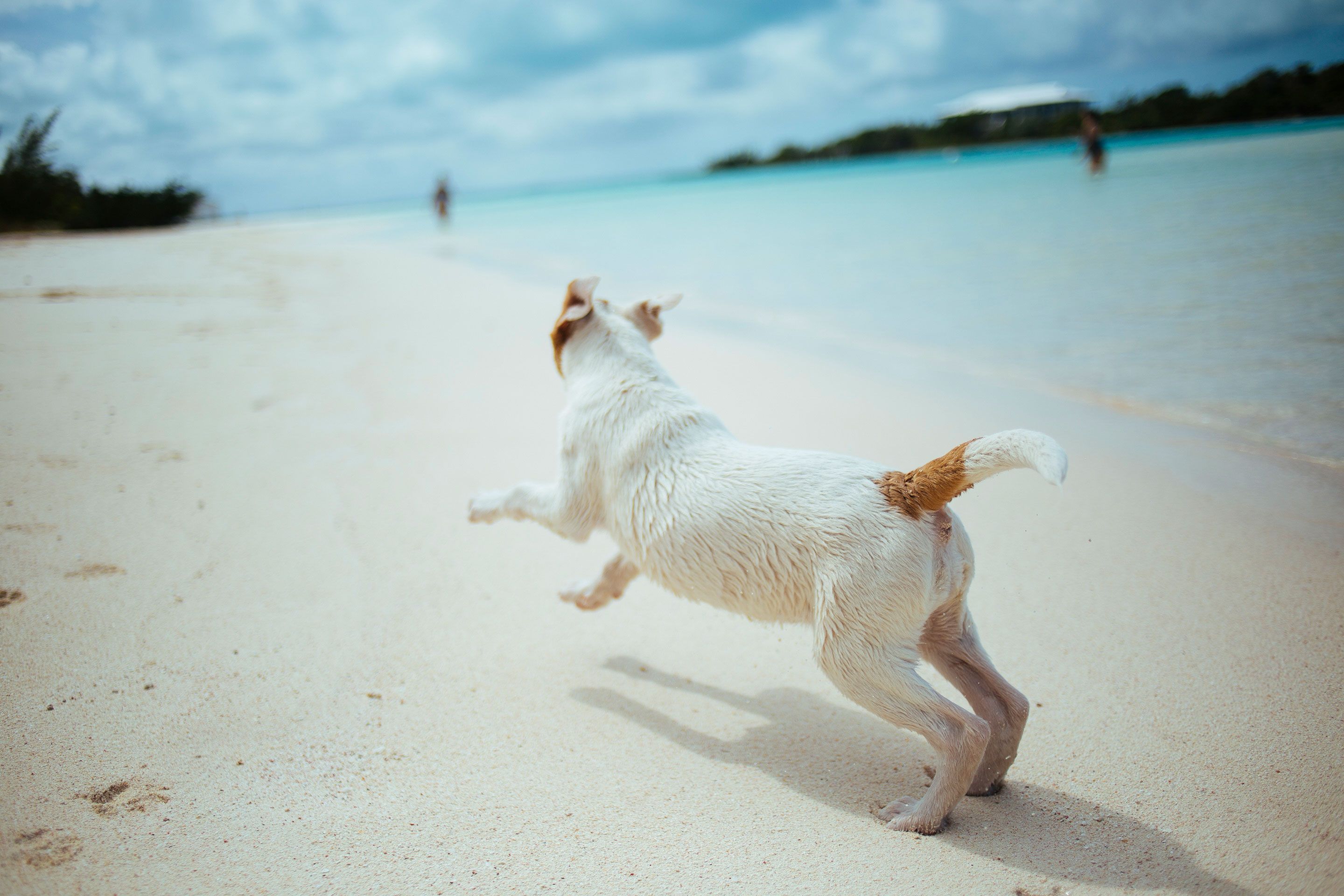 A dog running on the beach