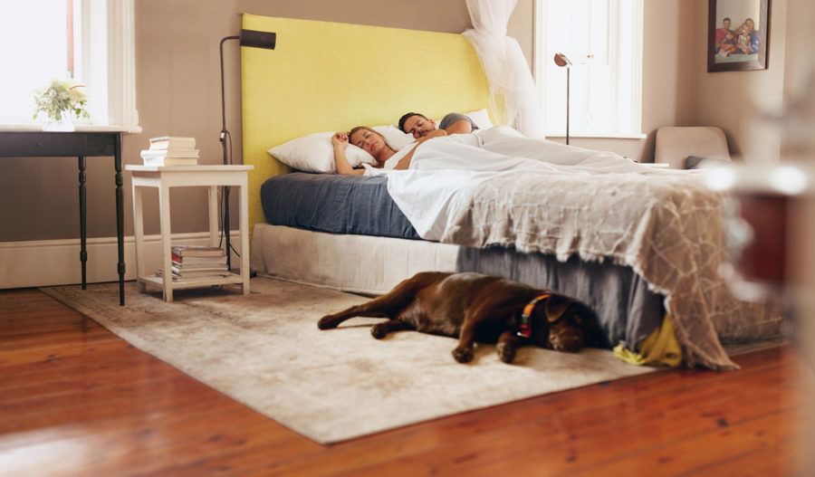 A dog sleeping next to a bed with people in it