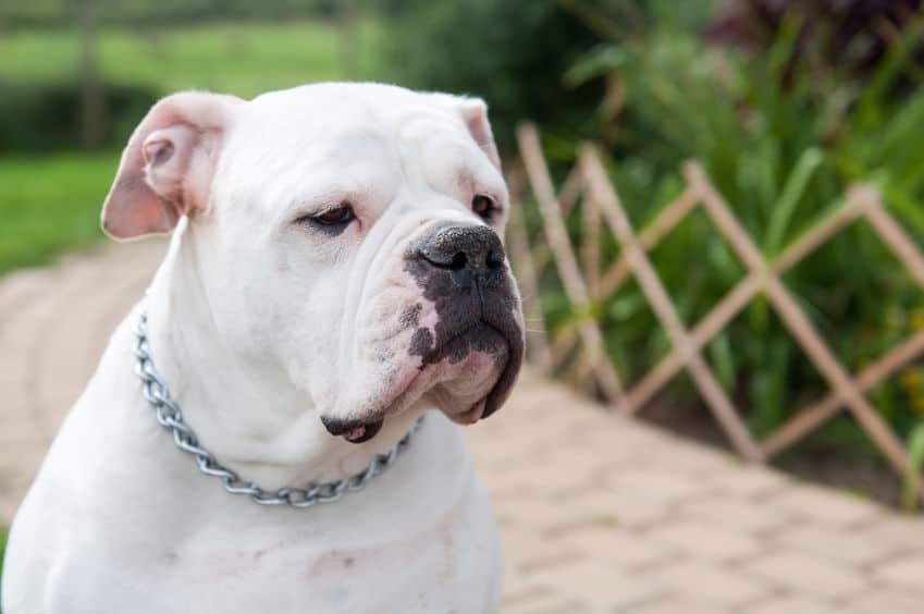 An American bulldog