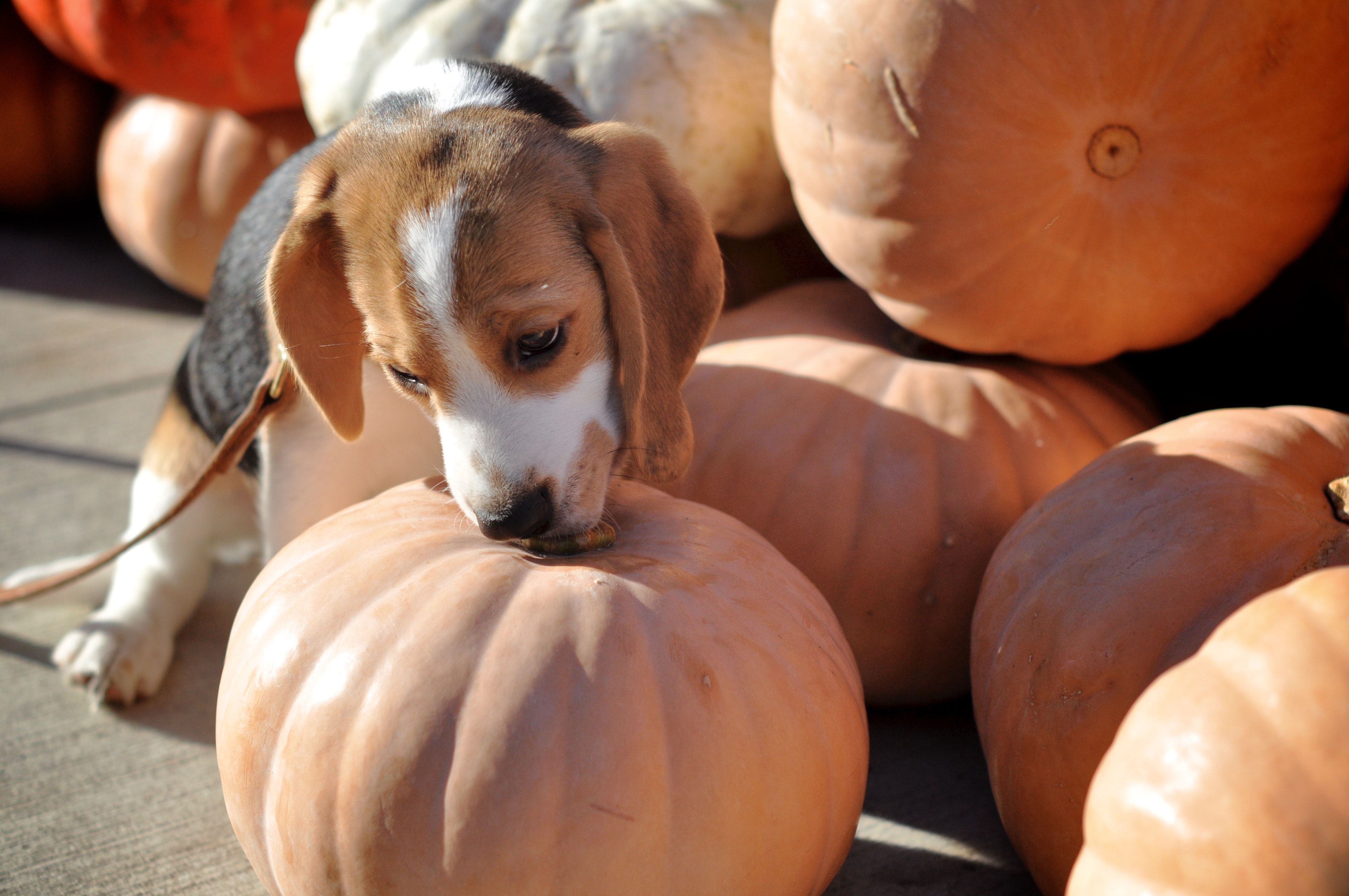 A beagle with pumpkins