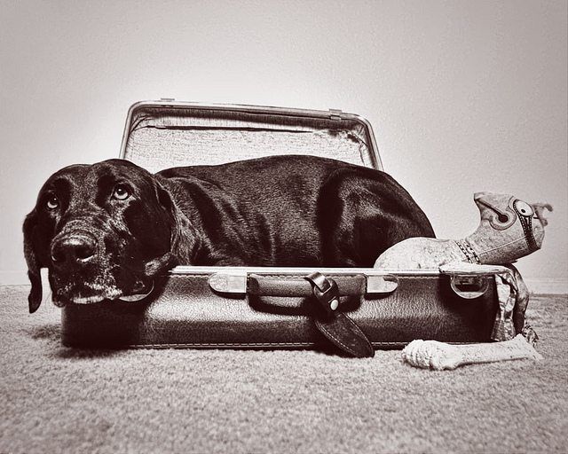 A black dog lying in a suitcase