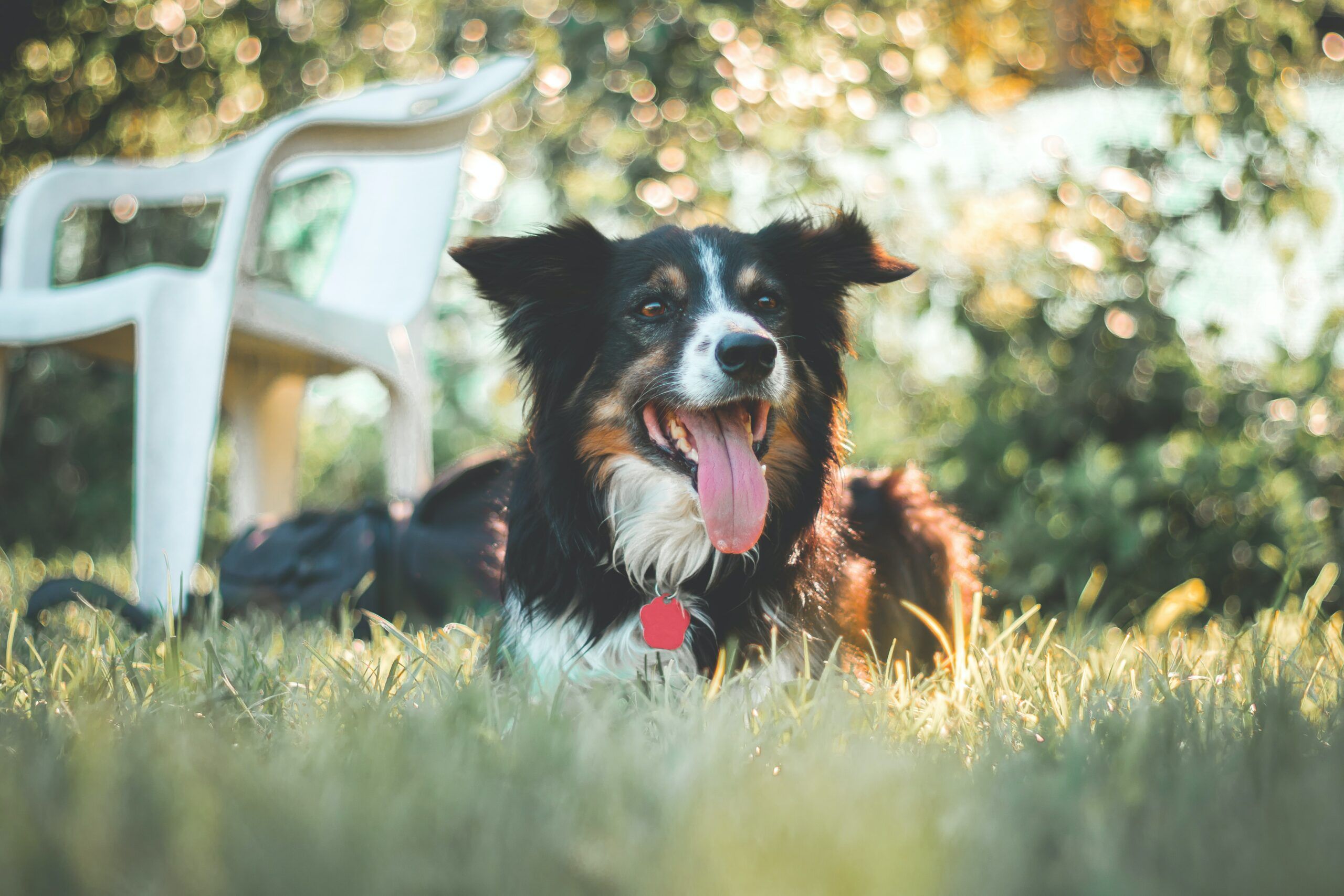 A border collie in the grass