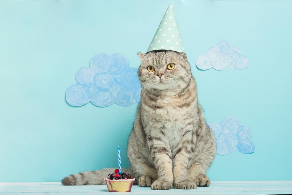 A cat in a birthday hat