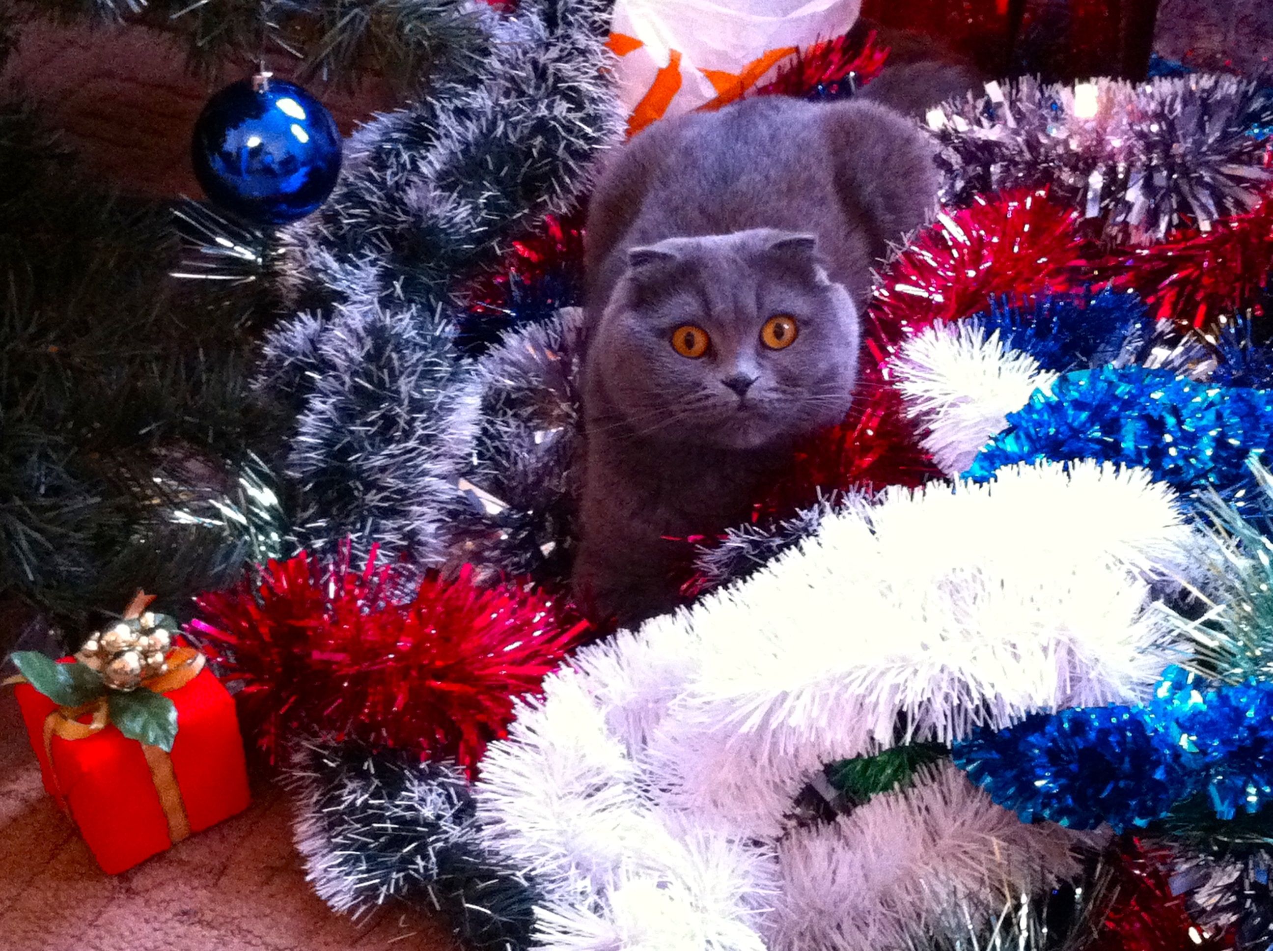 A cat in Christmas decorations