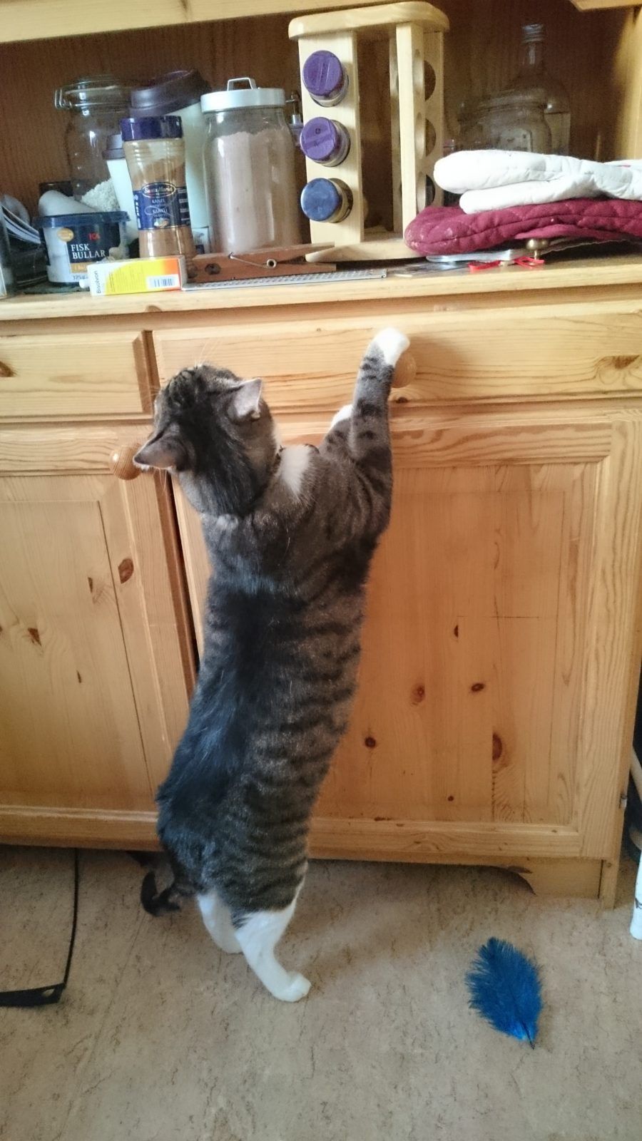 A cat climbing up a kitchen cabinet