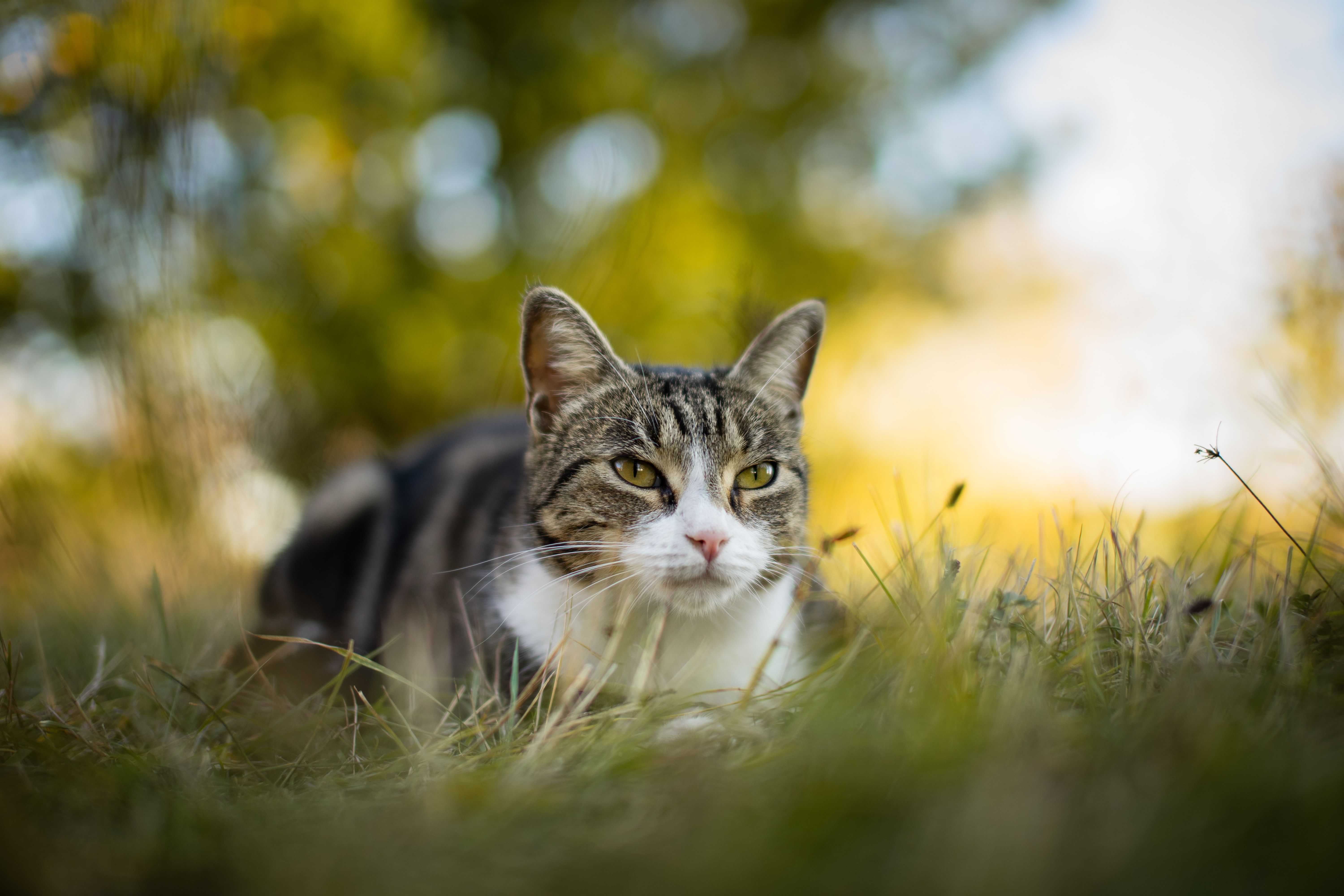 A cat sitting in grass