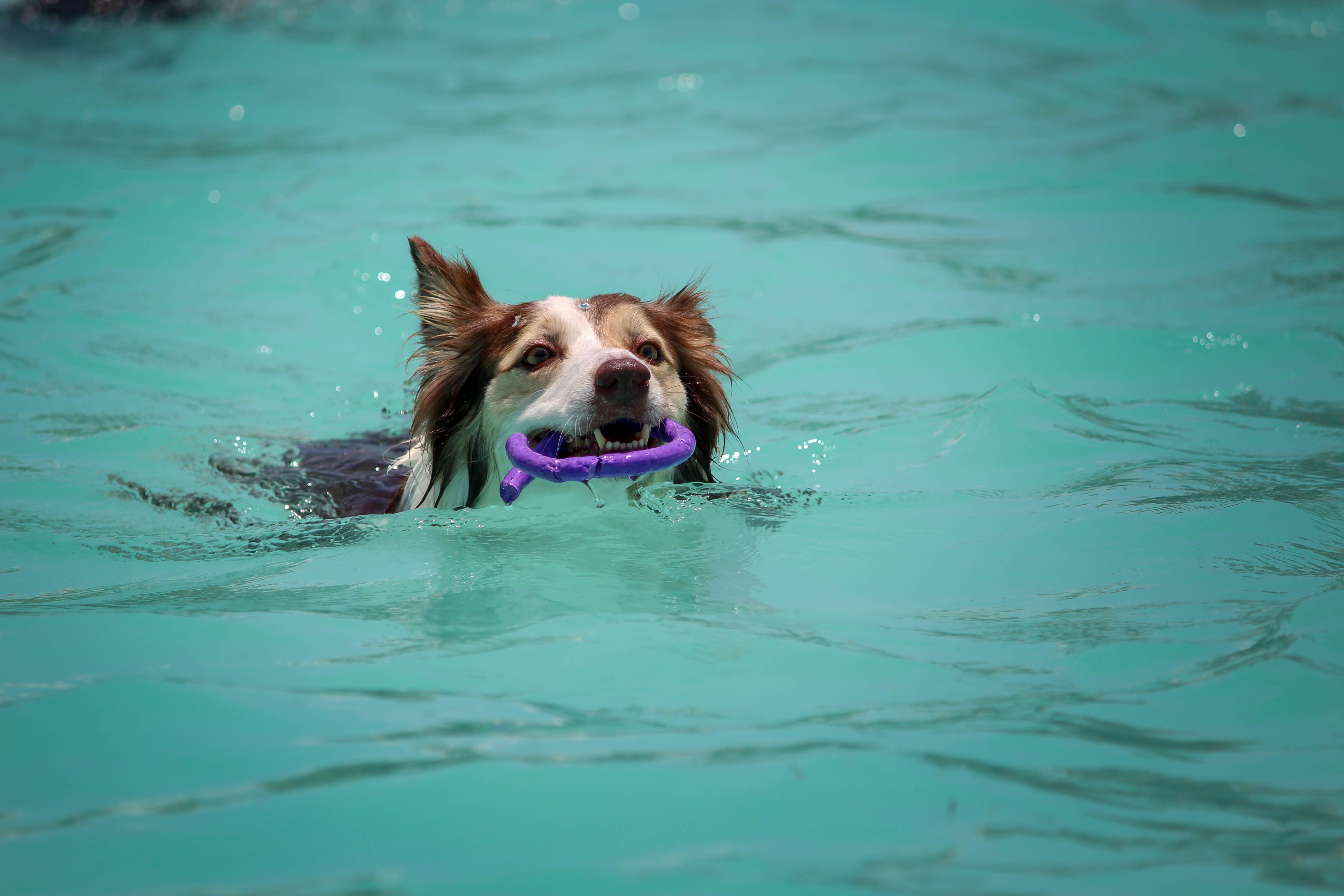 A dog swimming with a toy