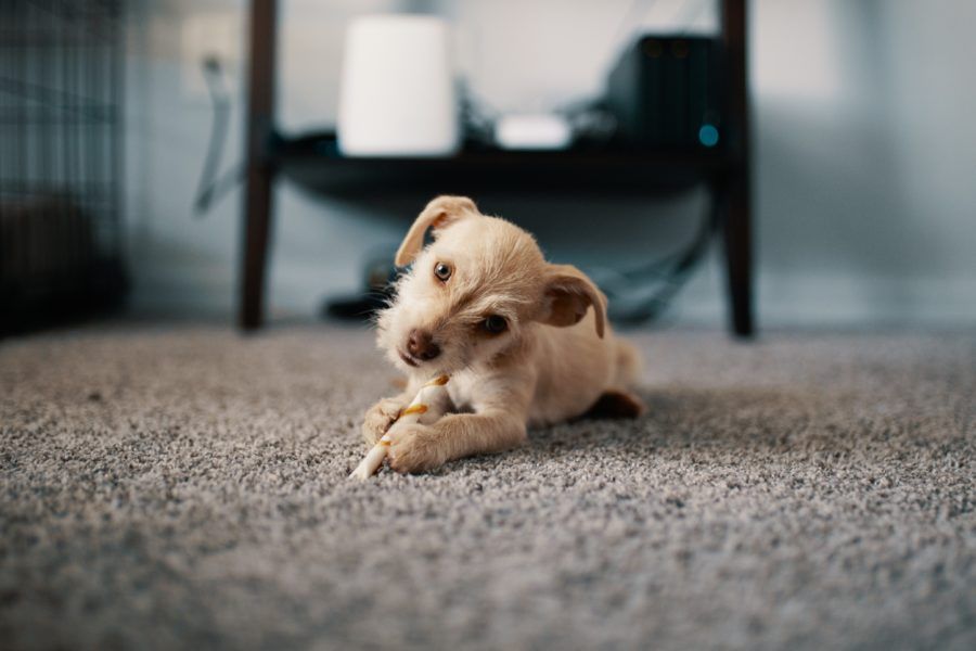 A puppy chewing a treat on the floor