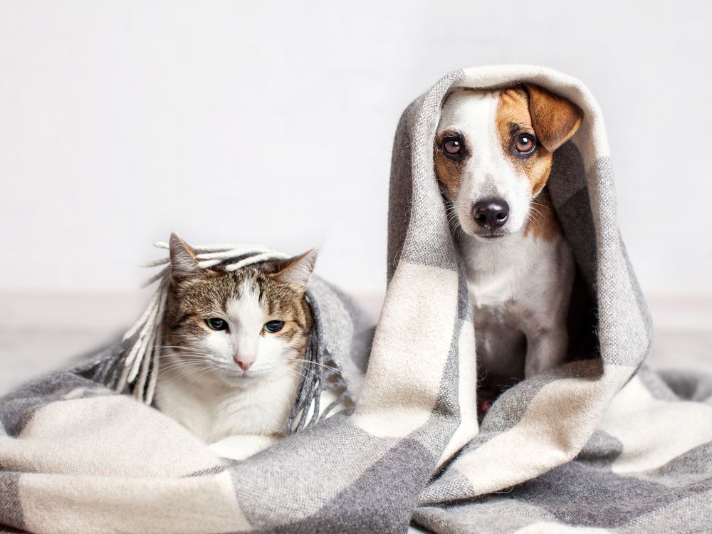 A dog and cat under a blanket