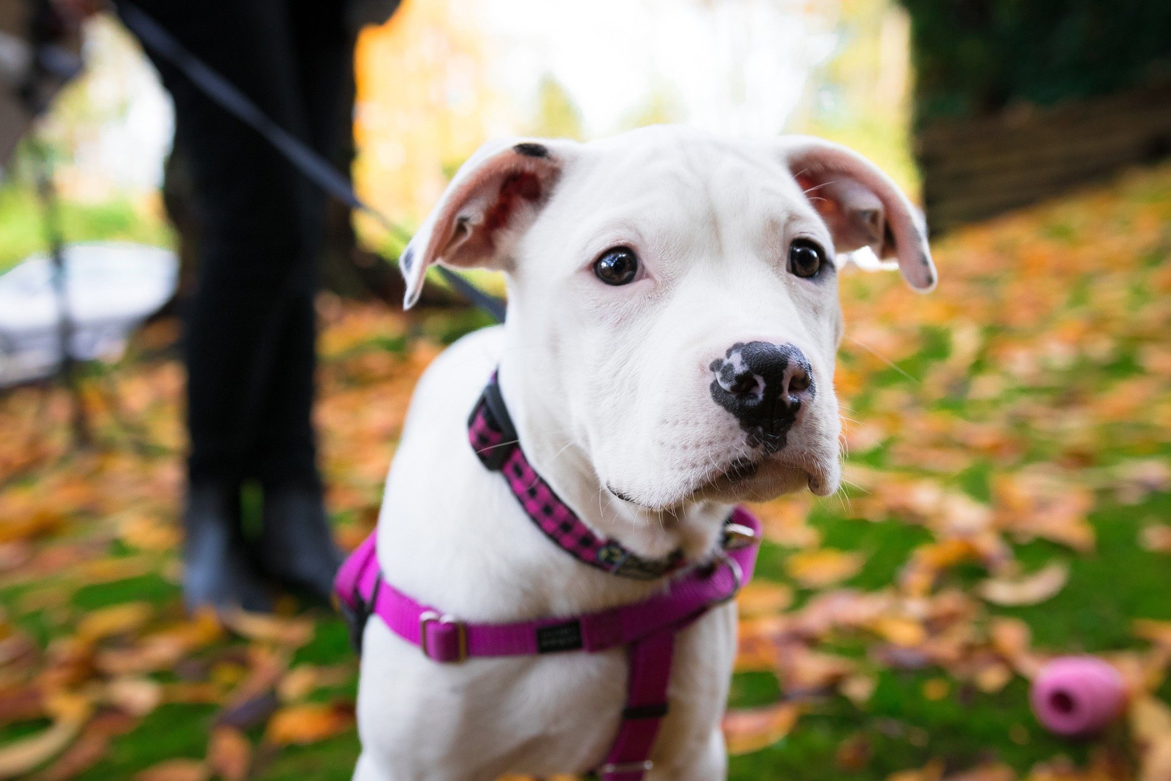 A white puppy in some leaves