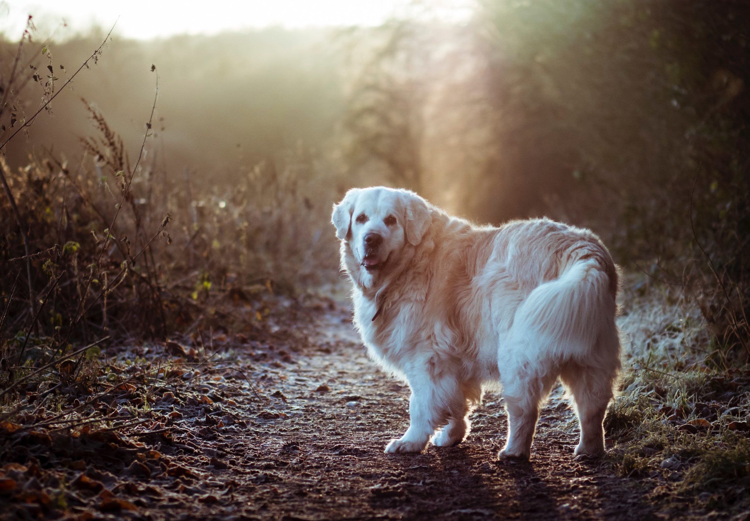 A fluffy white dog on a trail