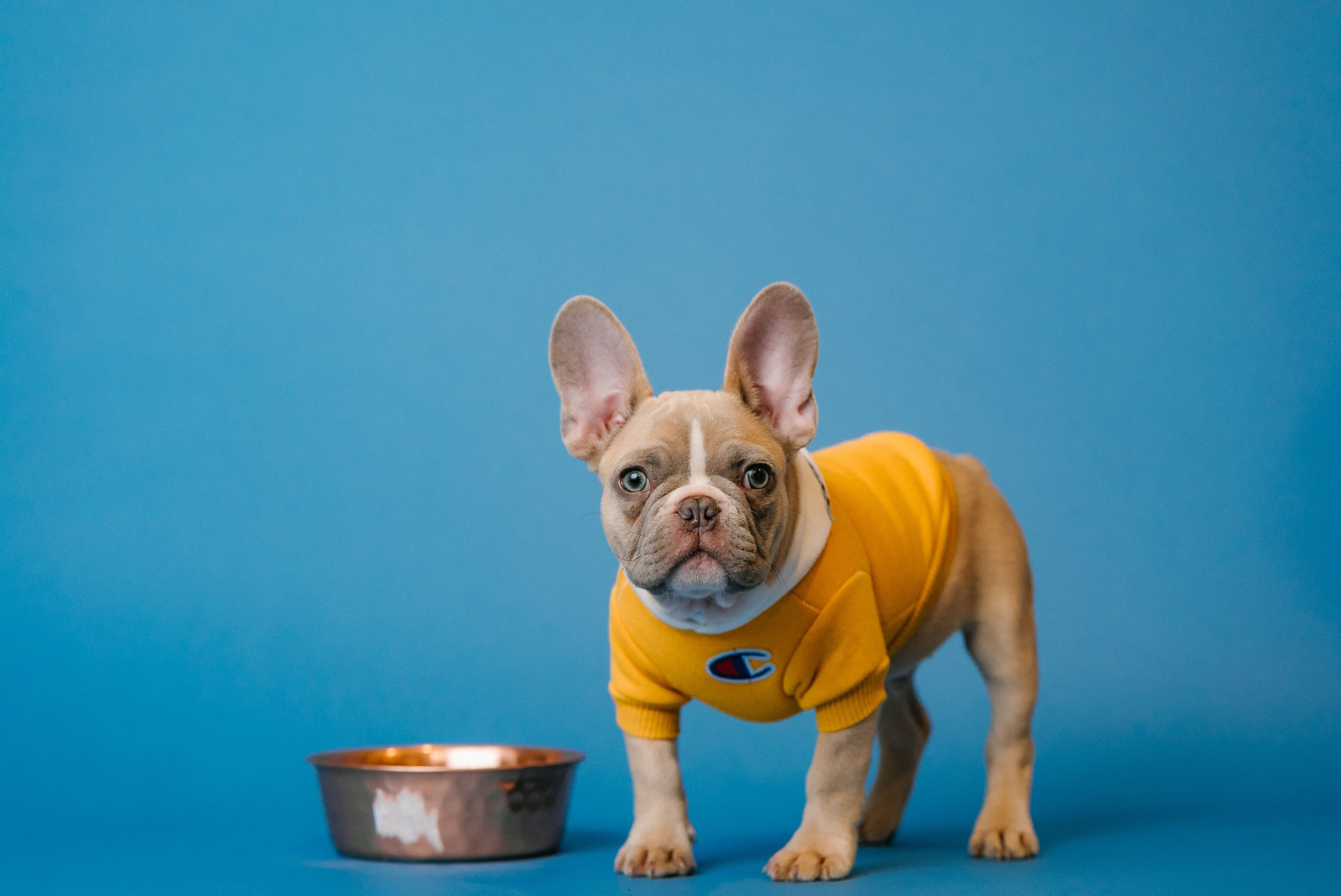 A frenchie wearing a shirt next to a bowl