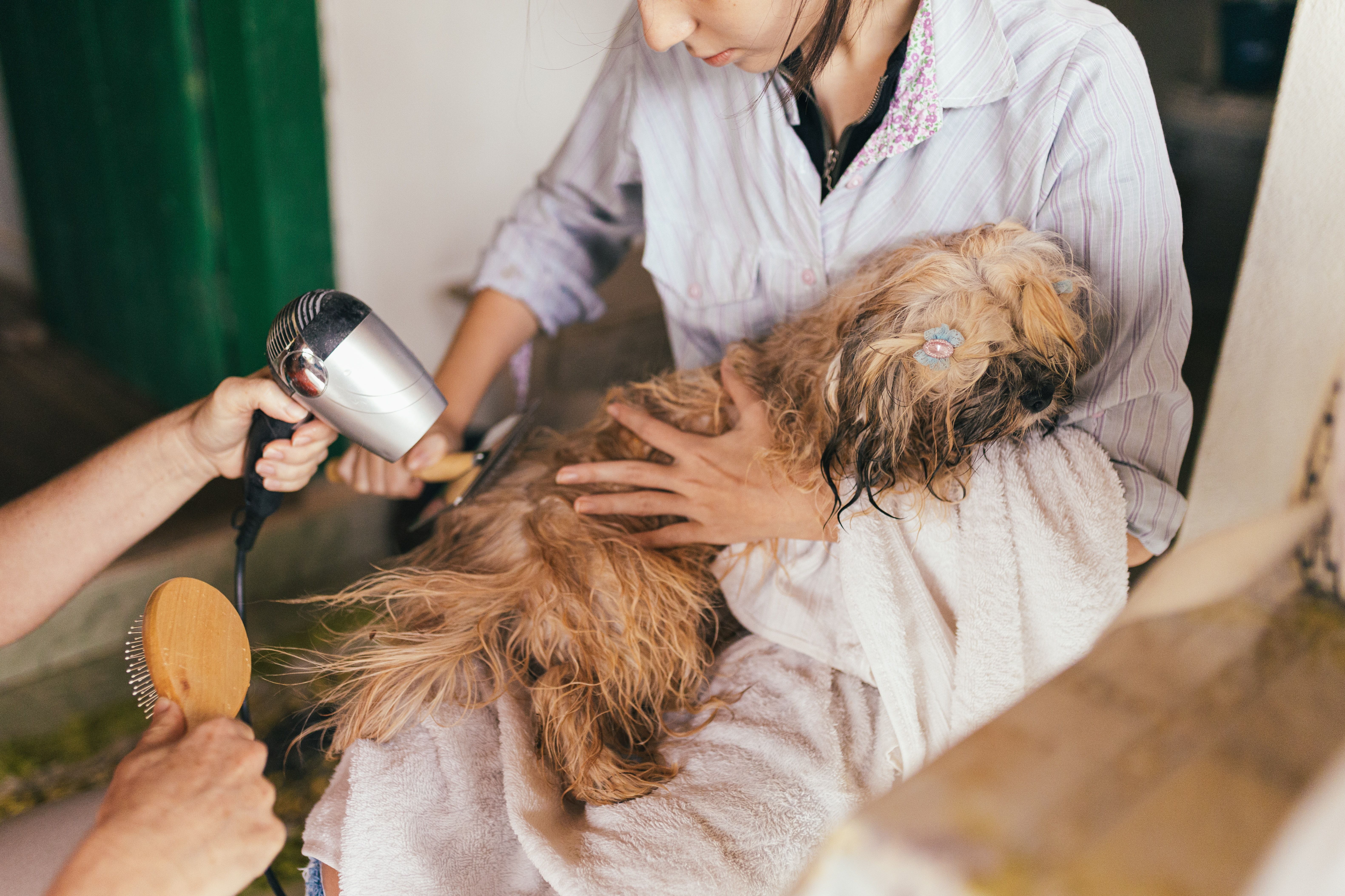 A dog being groomed