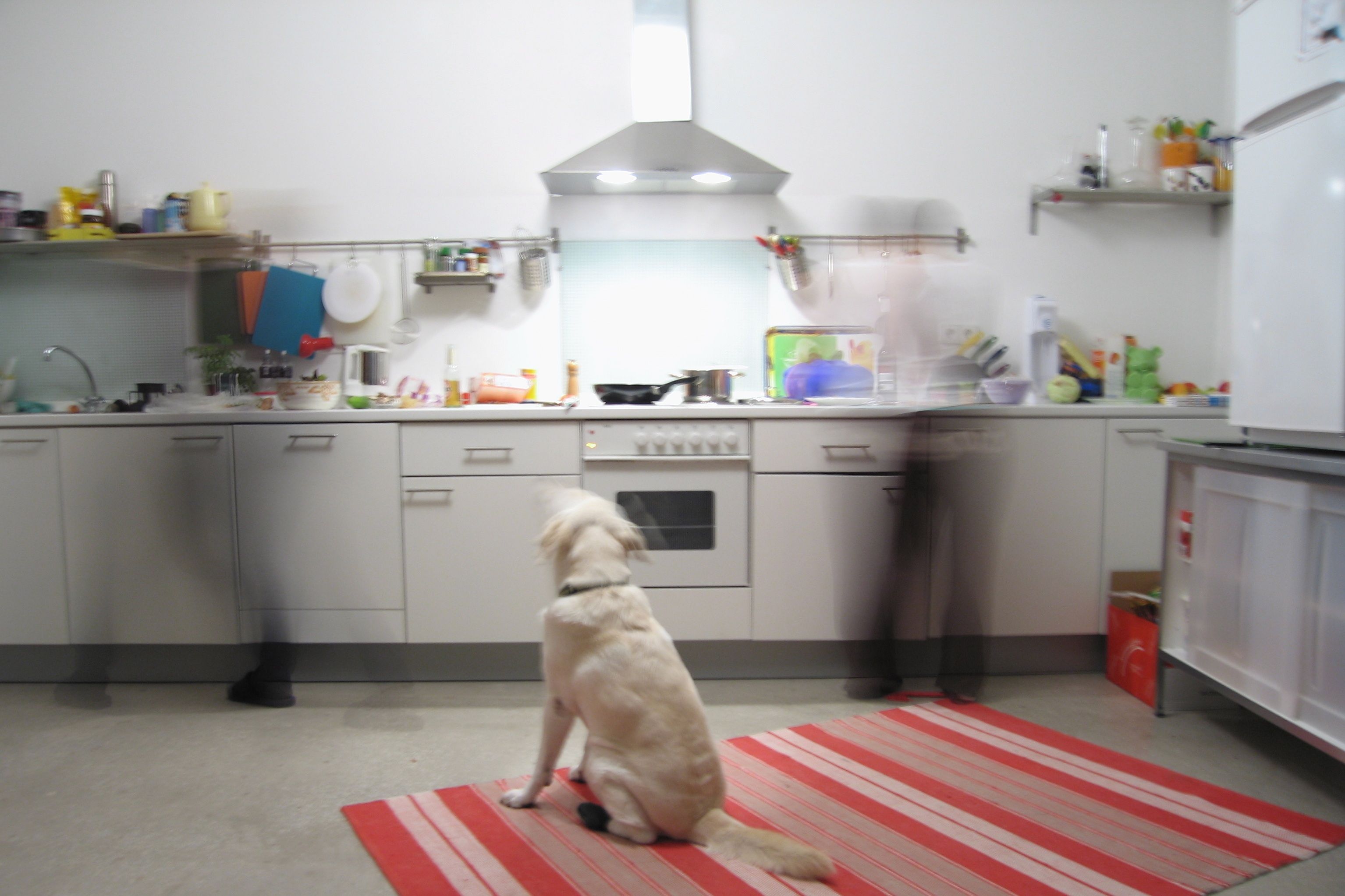 A dog in a kitchen