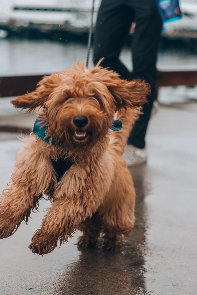 A happy dog in the rain