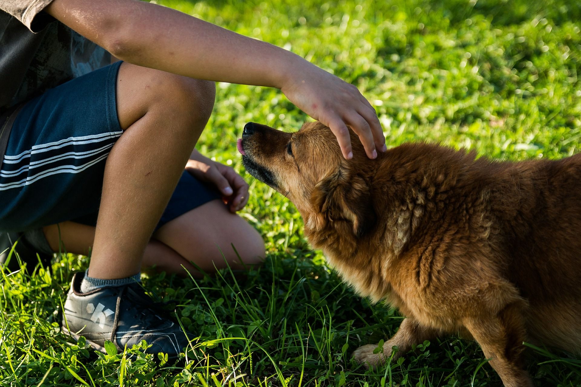 A dog being pet