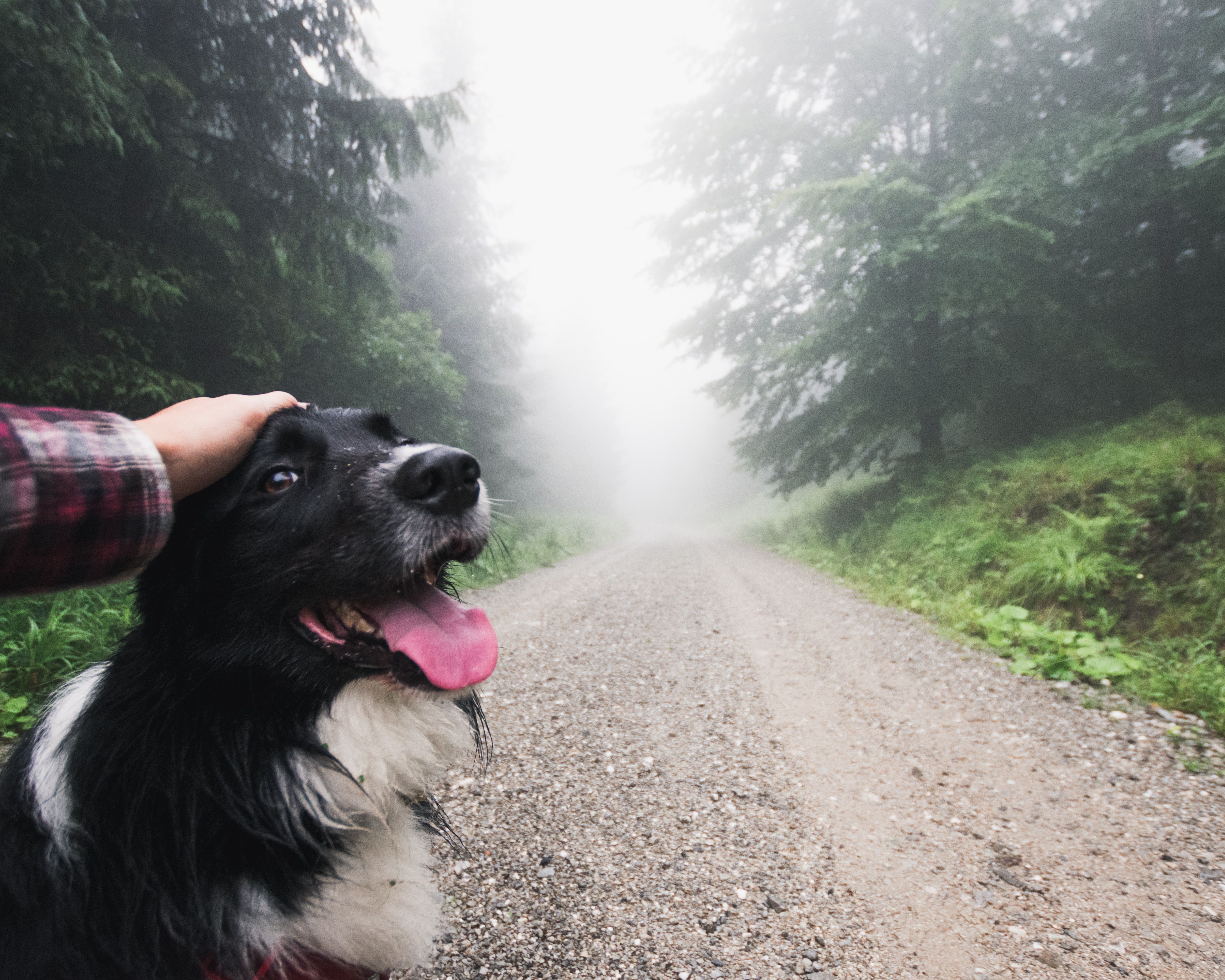 A dog on a gravel road