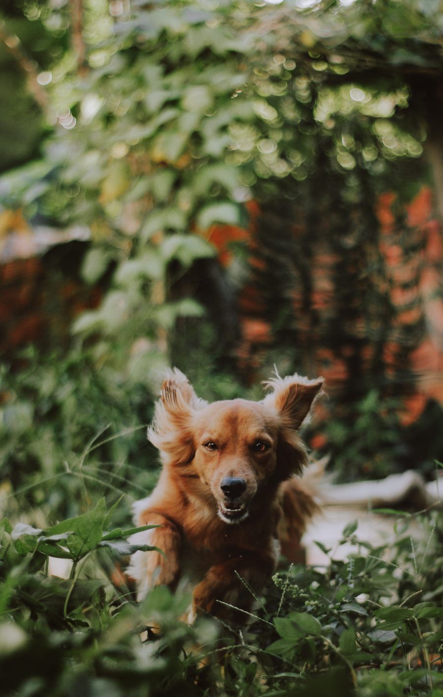 A dog running through a garden