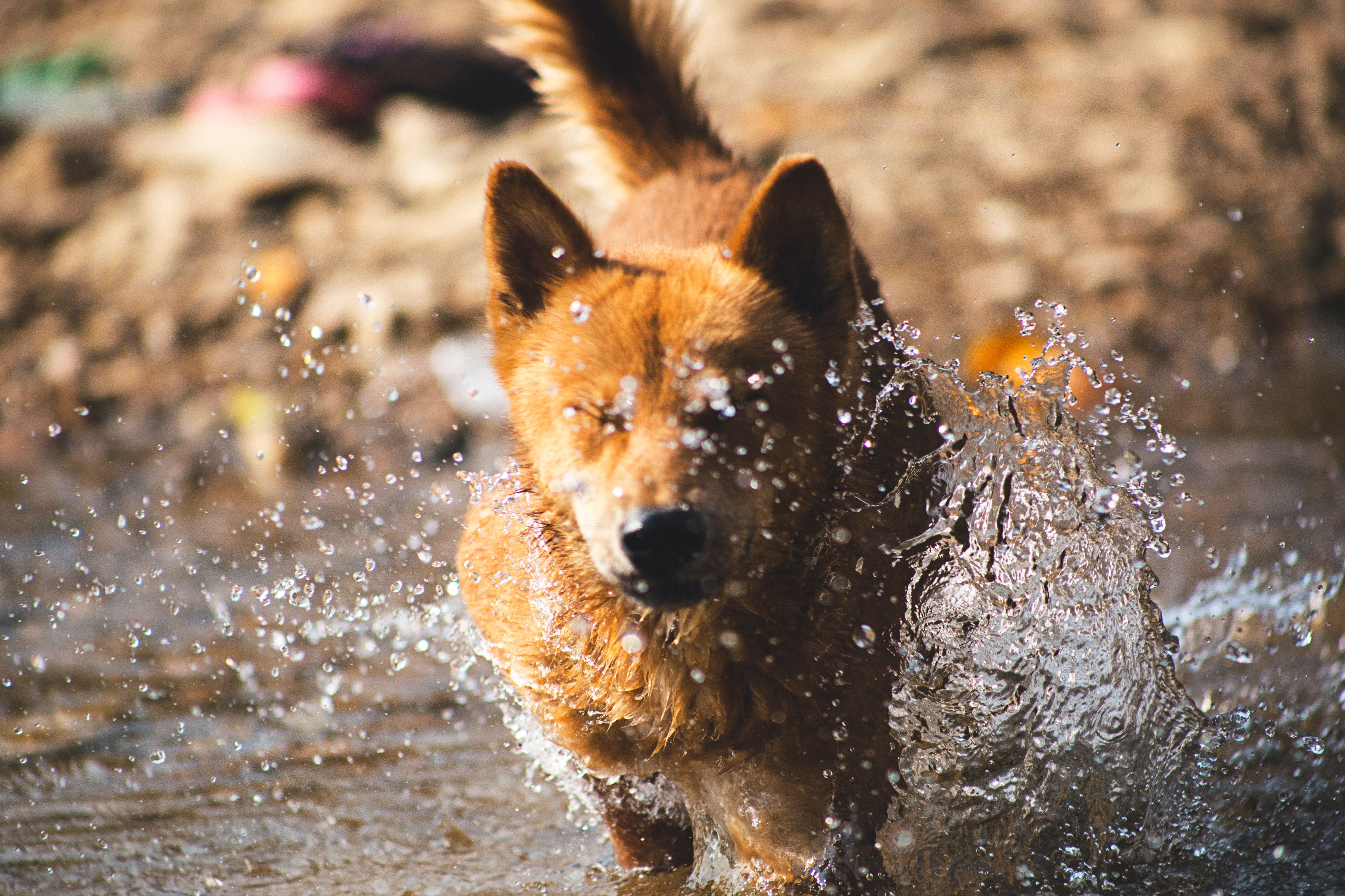 A dog running through water