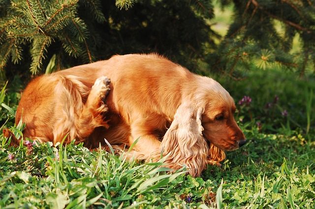 A cocker spaniel scratching