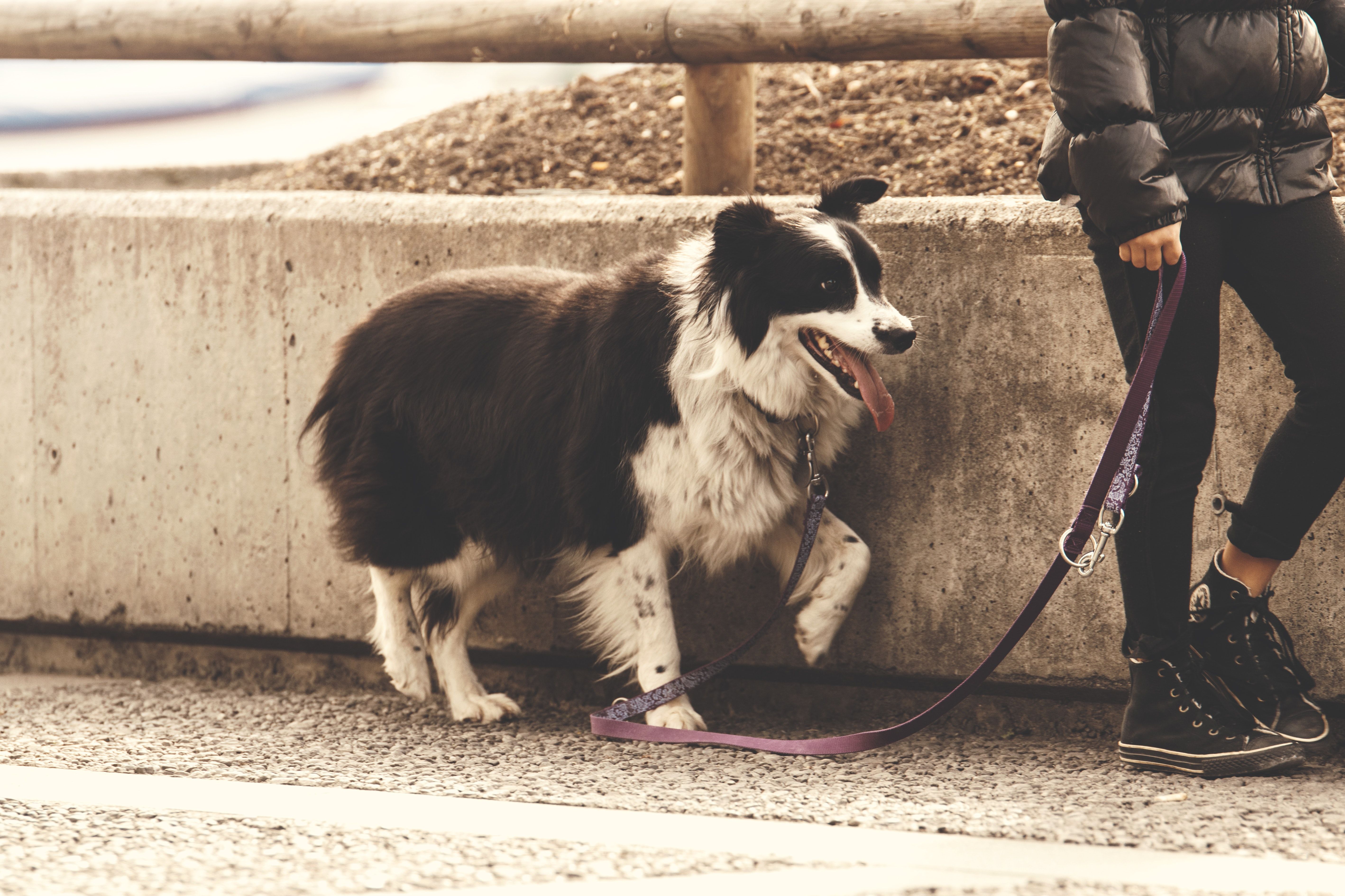 A border collie walking with a person