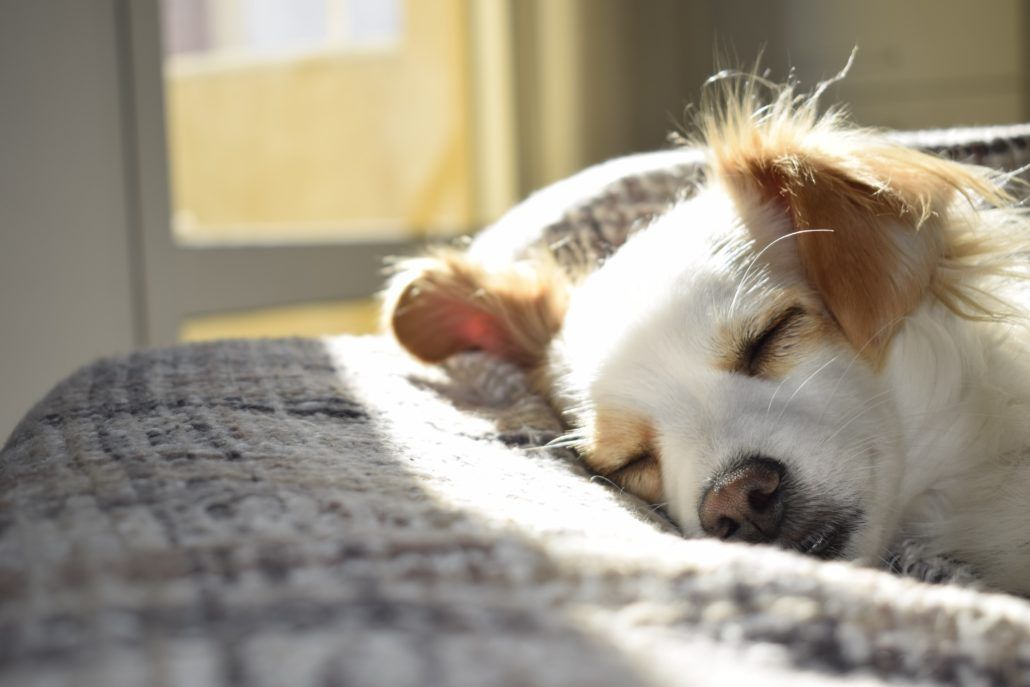 A white dog sleeping