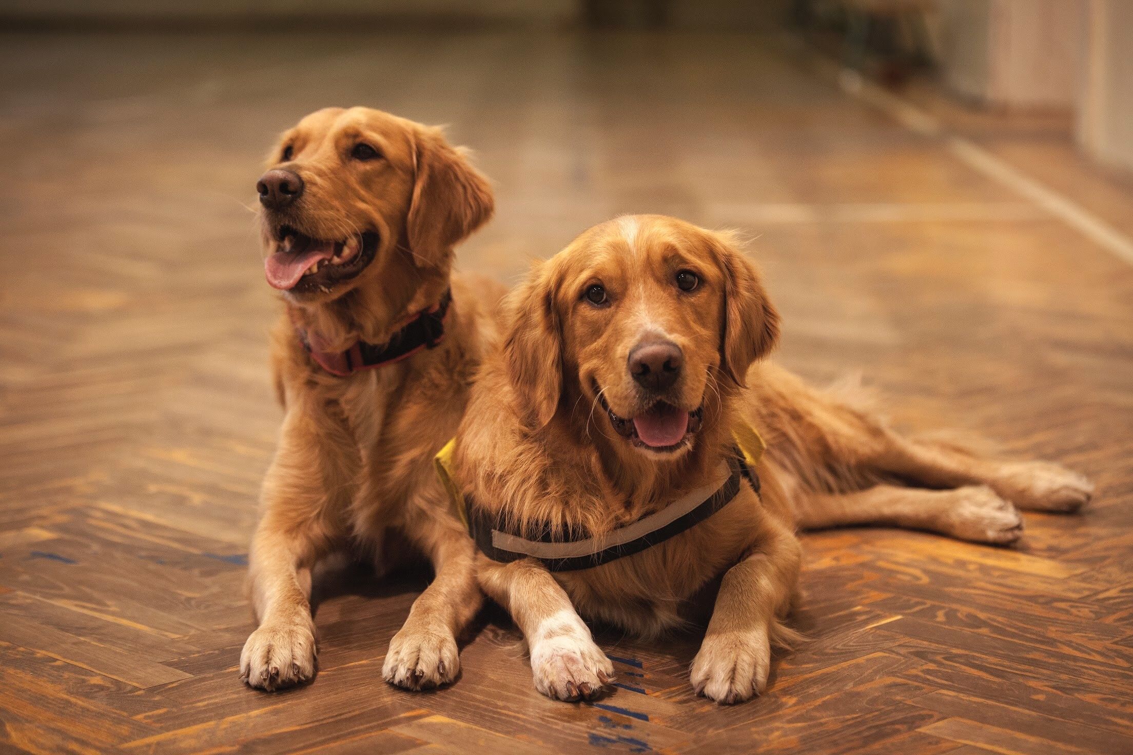 Two golden retrievers sitting together