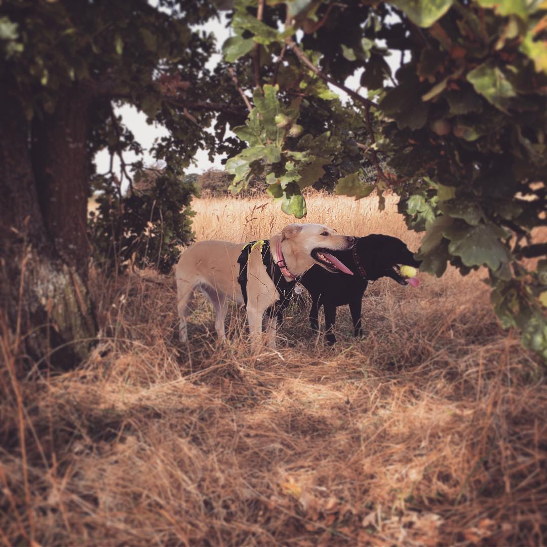 Two labs standing together outside