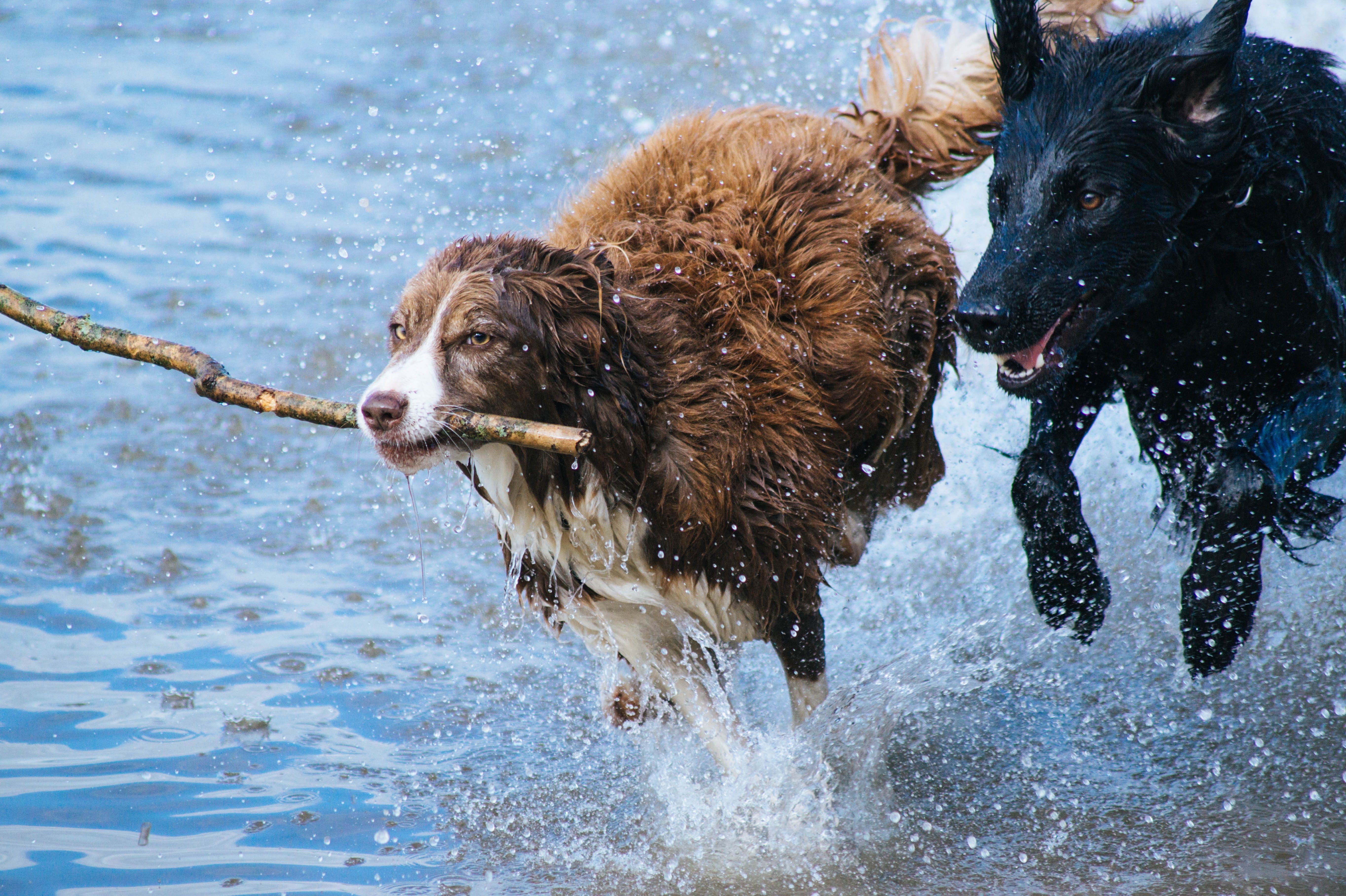 Two dogs running in the water with a stick