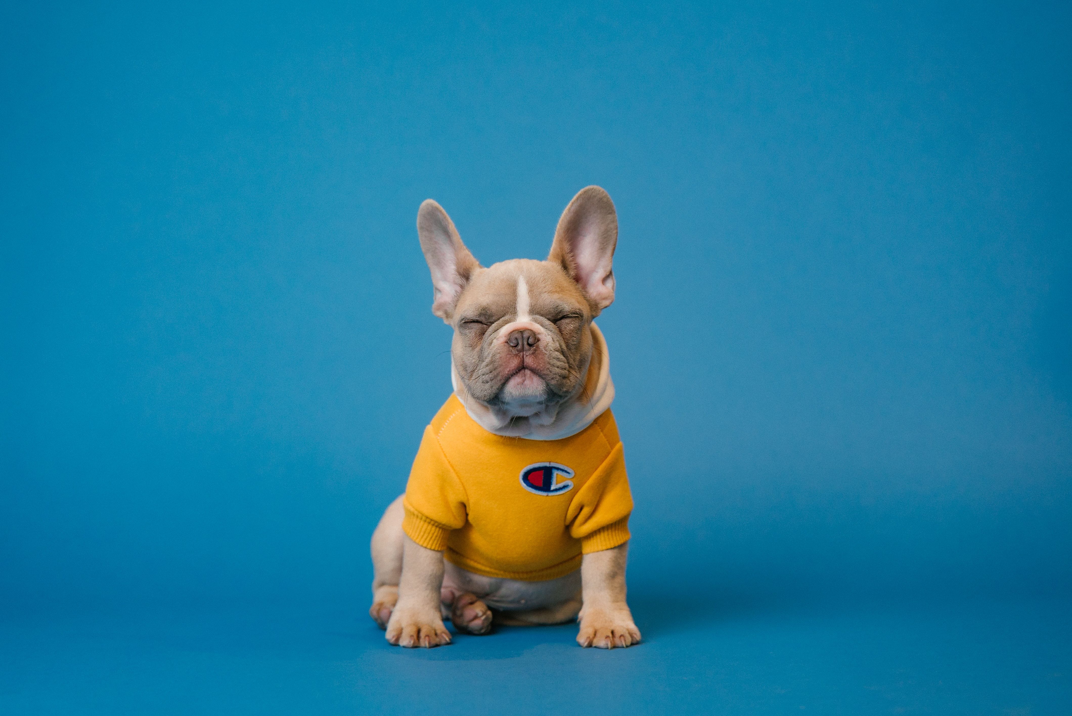 A french bulldog in a yellow shirt