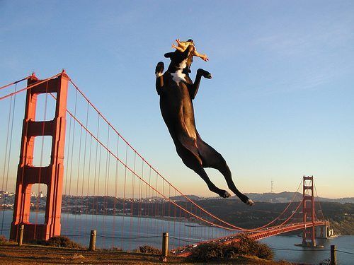 A dog playing fetch in front of the Golden Gate Bridge