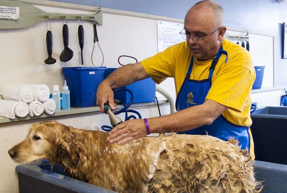 A dog being given a bath