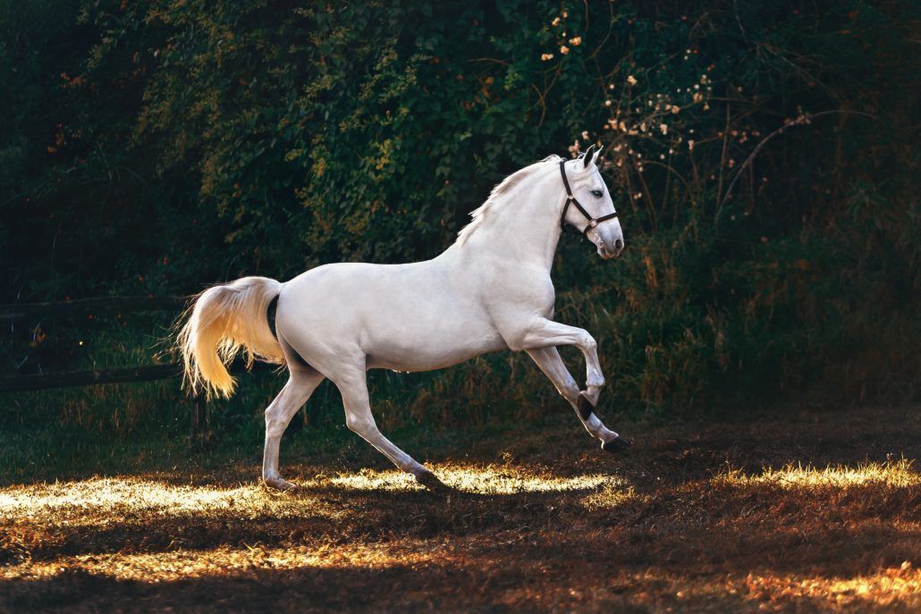 A white horse