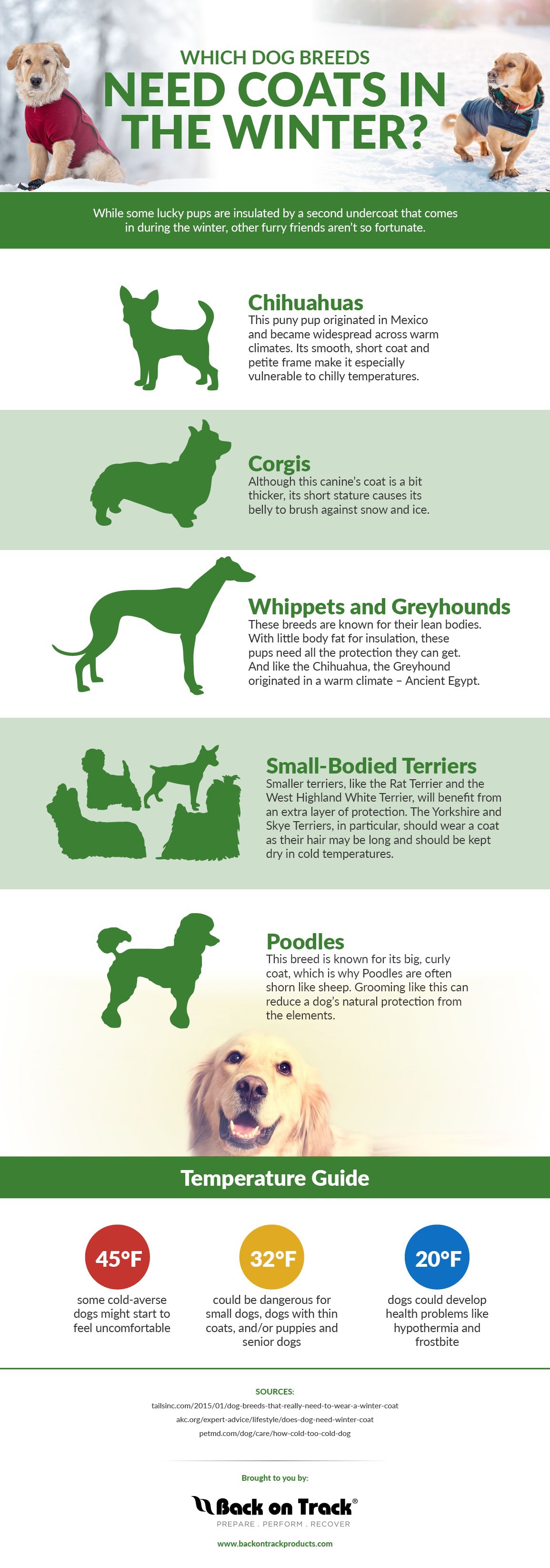 Dog coat infographic