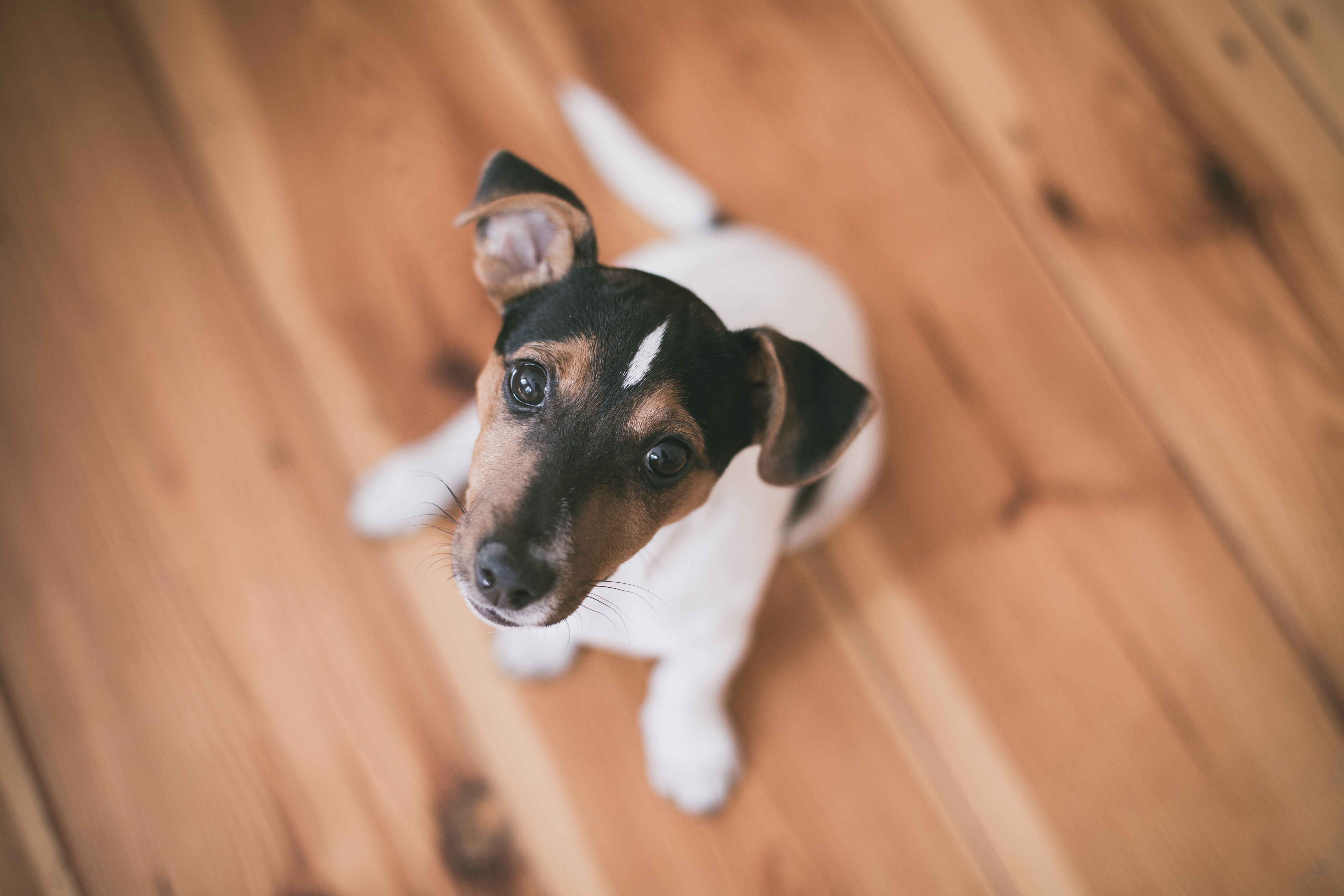 A Jack Russell sitting