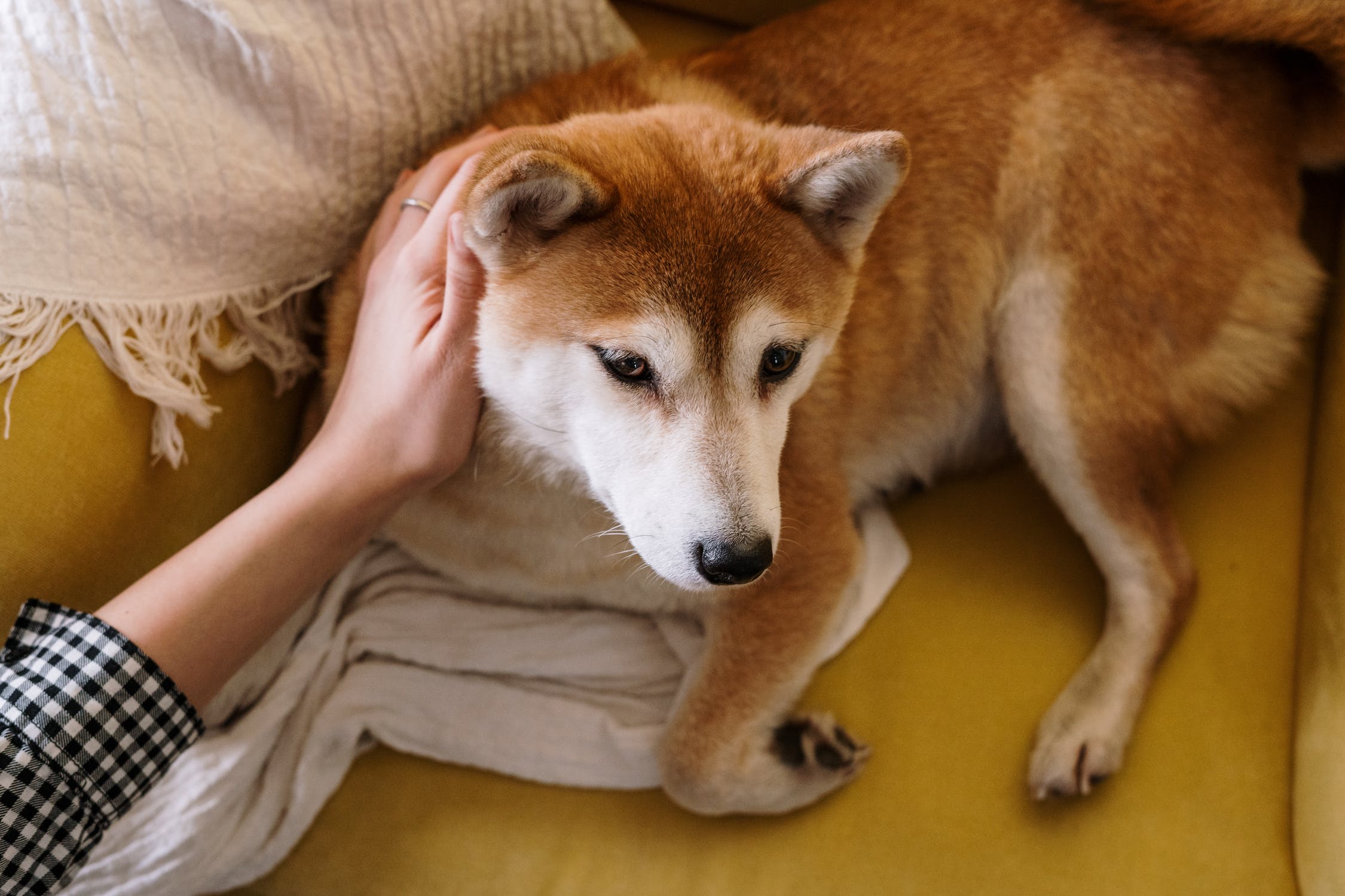 A shiba inu on a couch