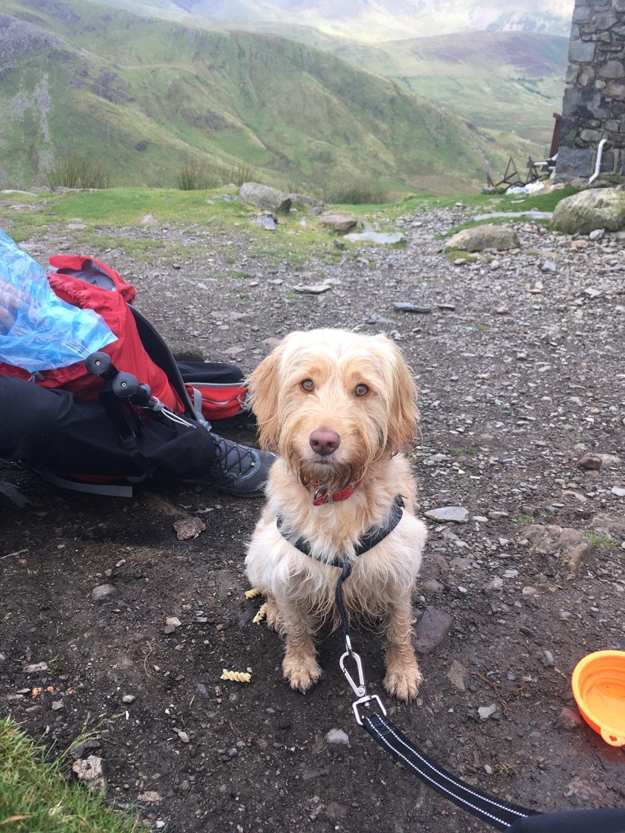 Luna hiking up Snowdon