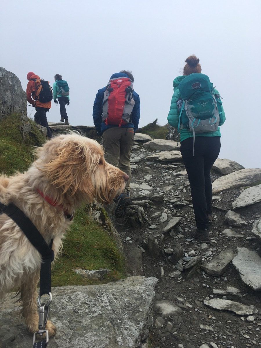 Luna hiking up Snowdon