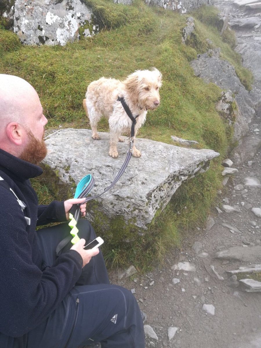 Luna hiking up Snowdon