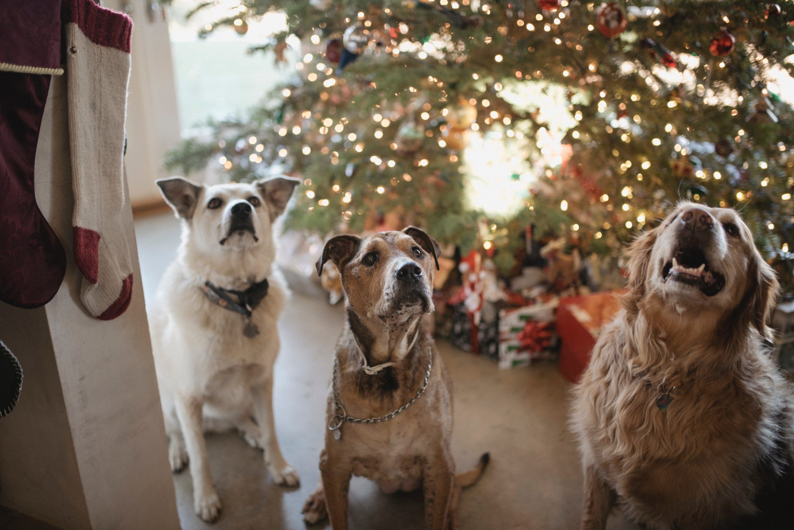 3 dogs in front of a Christmas tree