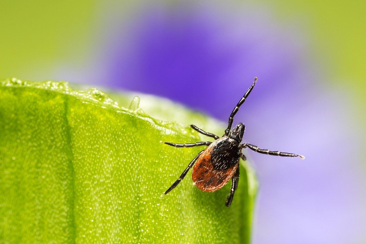 A tick on a plant