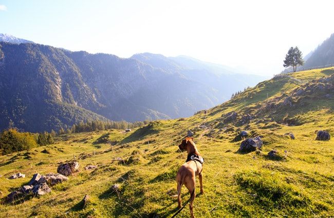 A vizsla in the countryside