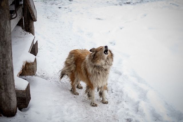 A dog in the snow