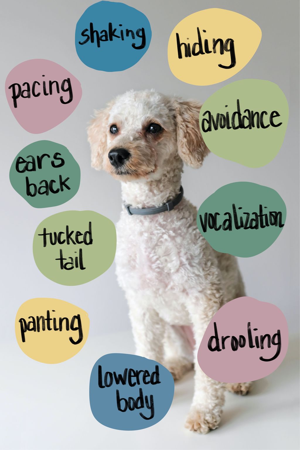 Happy Tails Strategies To Keep Your Dog Relaxed During Vet Visits
