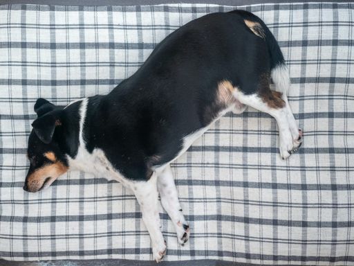 Photo inspiration: Preventing Dog Overeating With Grazing Schedules Reference: 6 Tips To Stop Your Dog From Overeating