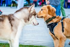 The Top 10 Tips For Relieving Your Dog's Stress | FitBark